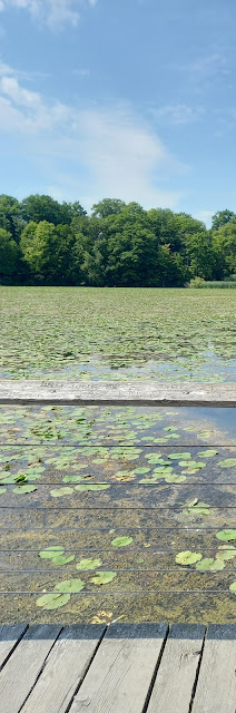 Lily Pads close to Rouge Beach