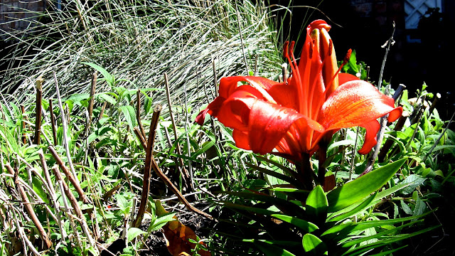 Lilly Orange Pixie