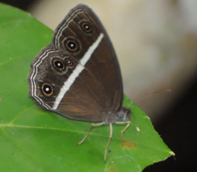 Nigger (Orsotriaenia medius cinerea)