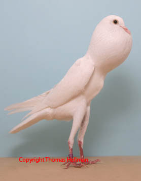 Brunner Pouter Pigeon