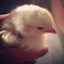 Chicks are the first sign of SPRING!