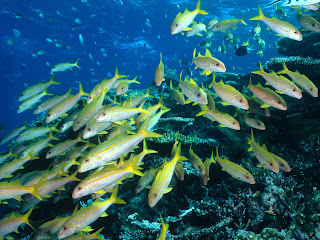 Yellow Goatfish, Great Barrier Reef, Australia