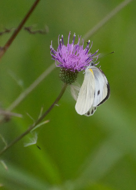 Indian cabbage white (Pieris canidia