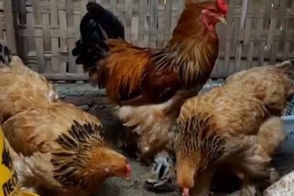 KARAKTERISTIK AYAM BRAHMA DAN AYAM ADUAN BIRMA