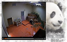 Edinburgh Zoo Panda cam