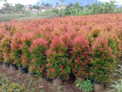 Jual bibit pohon pucuk merah di bubulak bogor | tukang rumput bogor