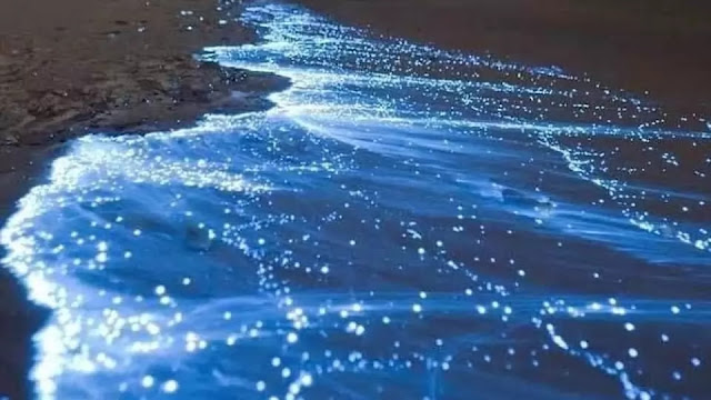 Acapulco sorprende con bioluminiscencia