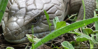 australian blue tongue lizard (blue tongue skink) - Tiliqua rugosa - Shingleback Skink - Tiliqua mustifaciata - Central Blue-Tongued Skink. basking in the sun scales skin close up photo of blue tongue lizard (or blue tounge lizard) from Queensland, Australia