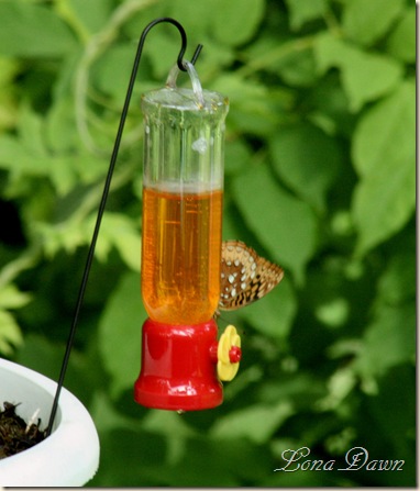Monarch_Feeder