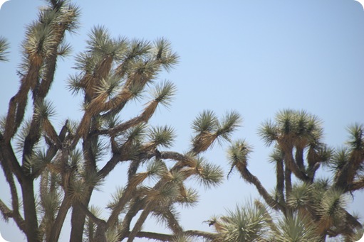 Las Vegas, NV to Casa Grande, AZ 057