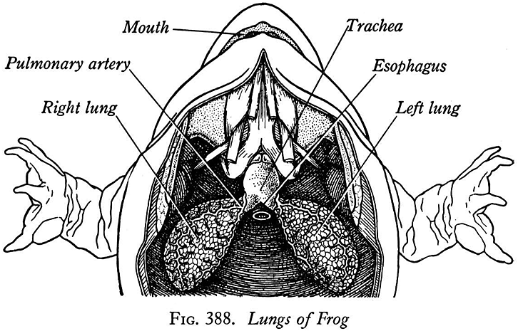Standard Note: Respiratory system of Frog