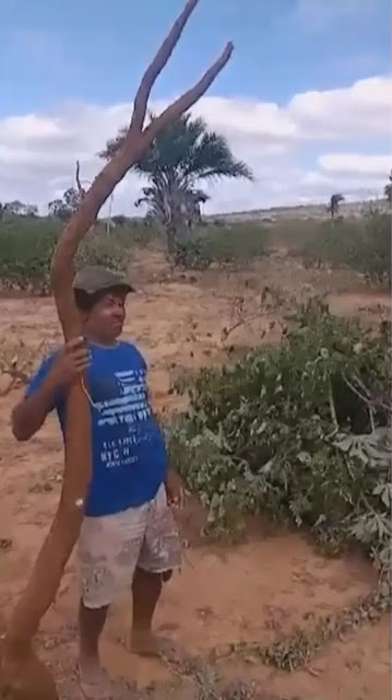 Mandioca com cerca de três metros é colhida na Bahia; Assista o vídeo