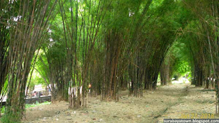 Kebun Bambu Keputih Surabaya