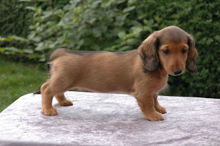 Dachshund Puppy Picture