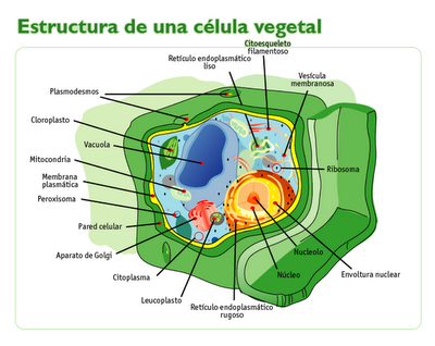 celula vegetal. celula vegetal partes.