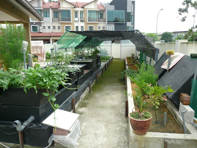 An organic partnership in aquaponics:-