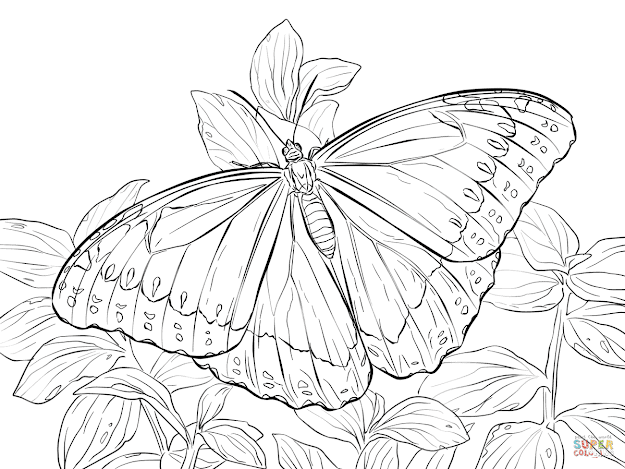 Click The Morpho Peleides Butterfly Coloring Pages To View Printable  Version Or Color It Online Patible With Ipad And Android Tablets