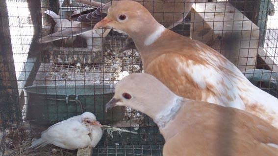 Kumpulan Foto Burung Puter Terbaik FOTO BURUNG KICAU