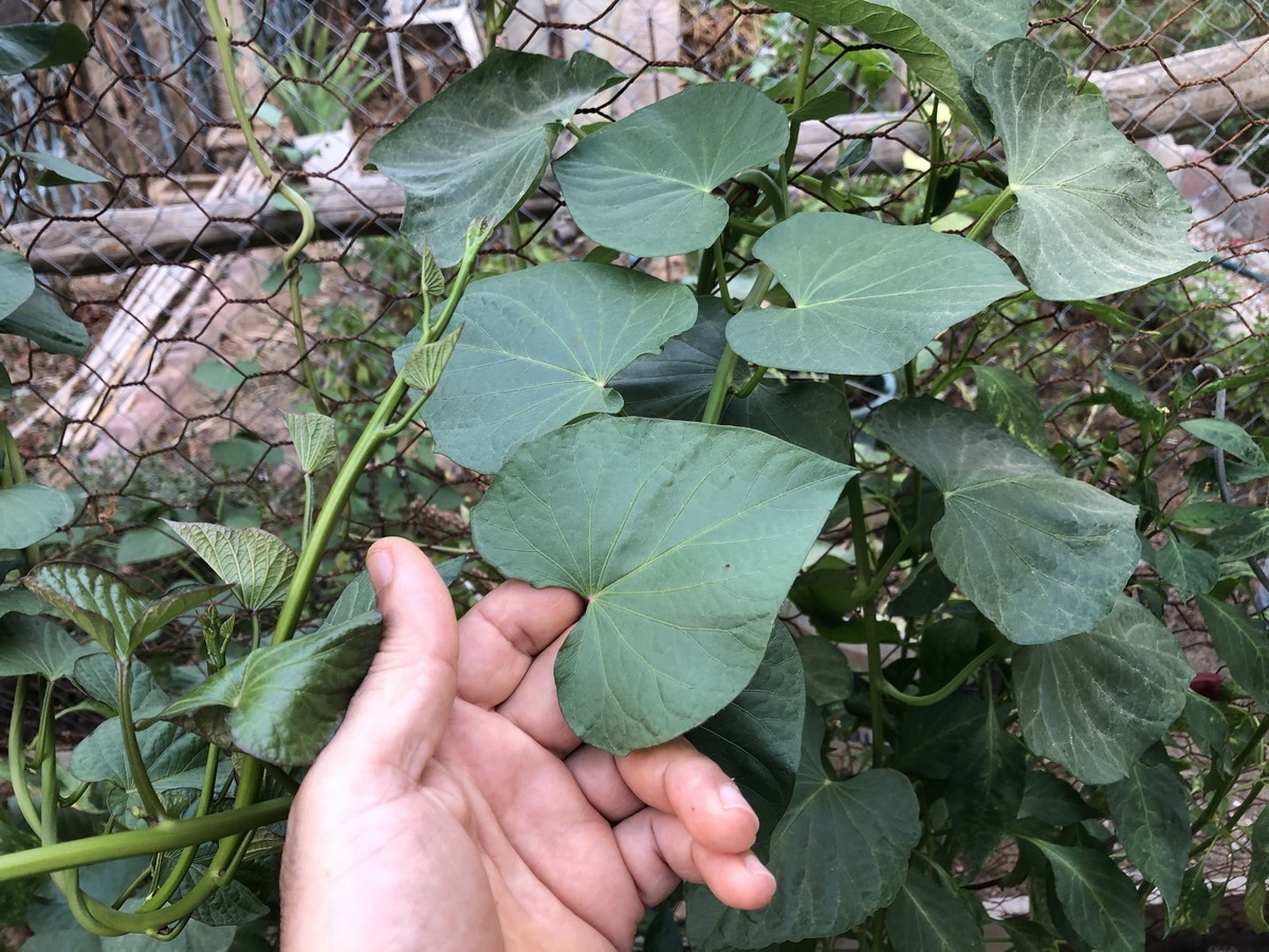 Selecting a mature sweet potato plant ensures that the stems have reached a sufficient size and maturity for successful propagation. By choosing a disease-free plant, you reduce the risk of transferring pathogens to the new cuttings, promoting their healthy growth and development.