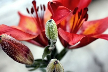 blomst3[1]