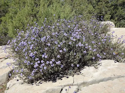 Globularia alypum / ⵜⴰⵙⴻⵍⵖⴰ | ⵀⴰⵙⵍⵖⴰ | ⵜⵉⴷⵉ ⵏ ⵜⵉⵏⵉⵜ // taslγa | haslγa | tidi-n-tenet / Globulaire buissonnante /  عينون، العبعاب