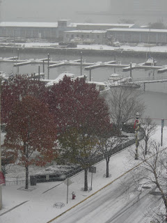 Snow and the trees