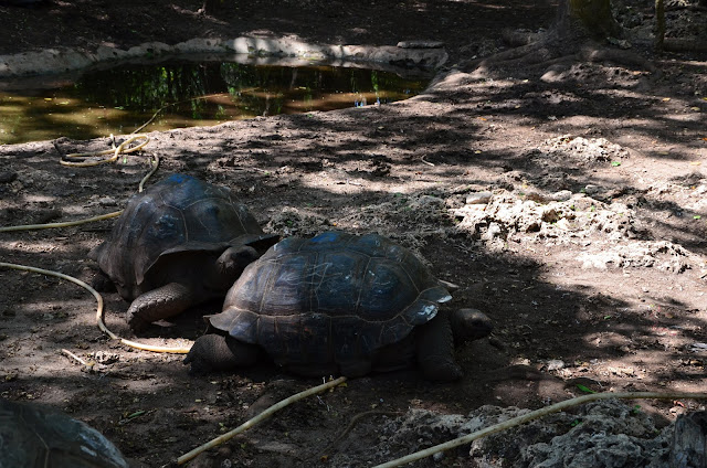 Zanzibar - Prison Island (Changuu) - Turtle