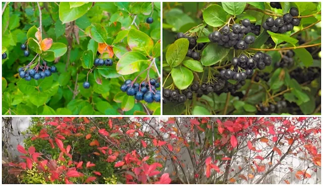 Growing and Caring for Chokeberry Shrubs: A Complete Guide