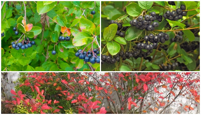 Growing and Caring for Chokeberry Shrubs: A Complete Guide