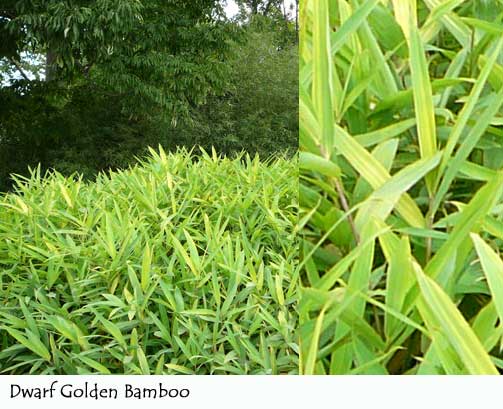 Bamboo Zone 51