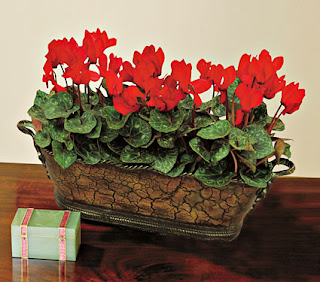 Romantic Red Cyclamen Flower