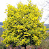 How to Grow and Care for Acacia