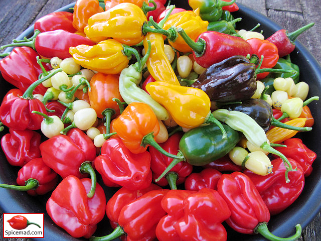 Chilli Harvest - 13th October 2022