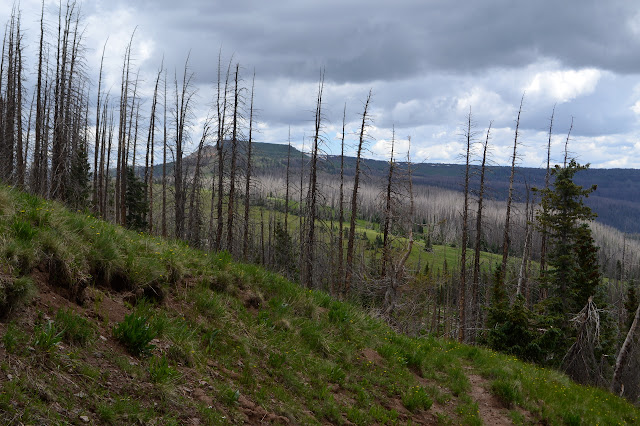 beetle killed trees on the ridge