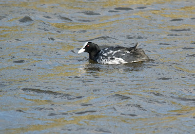 Markol - Meerkoet - Fulica atra