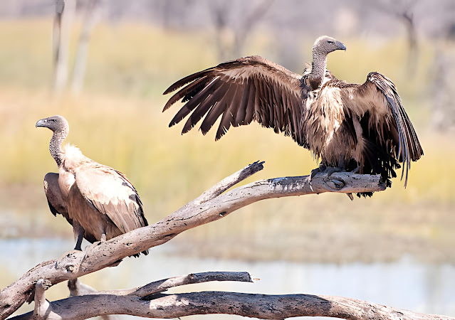 Free Download Vultures hd Wallpapers