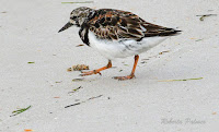 Ruddy Turnstone, breeding plumage – St. George Island State Park, FL – Apr. 2, 2018 – photo by Roberta Palmer