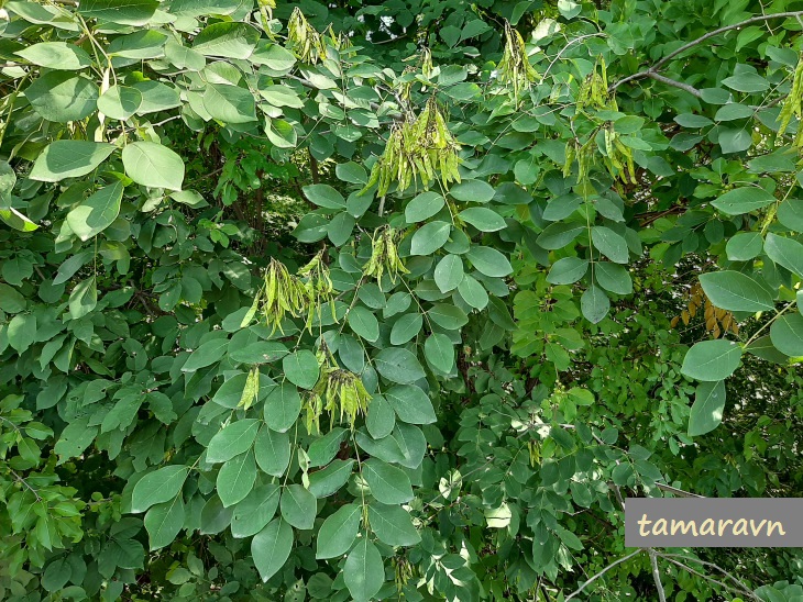 Маакия амурская (Maackia amurensis)