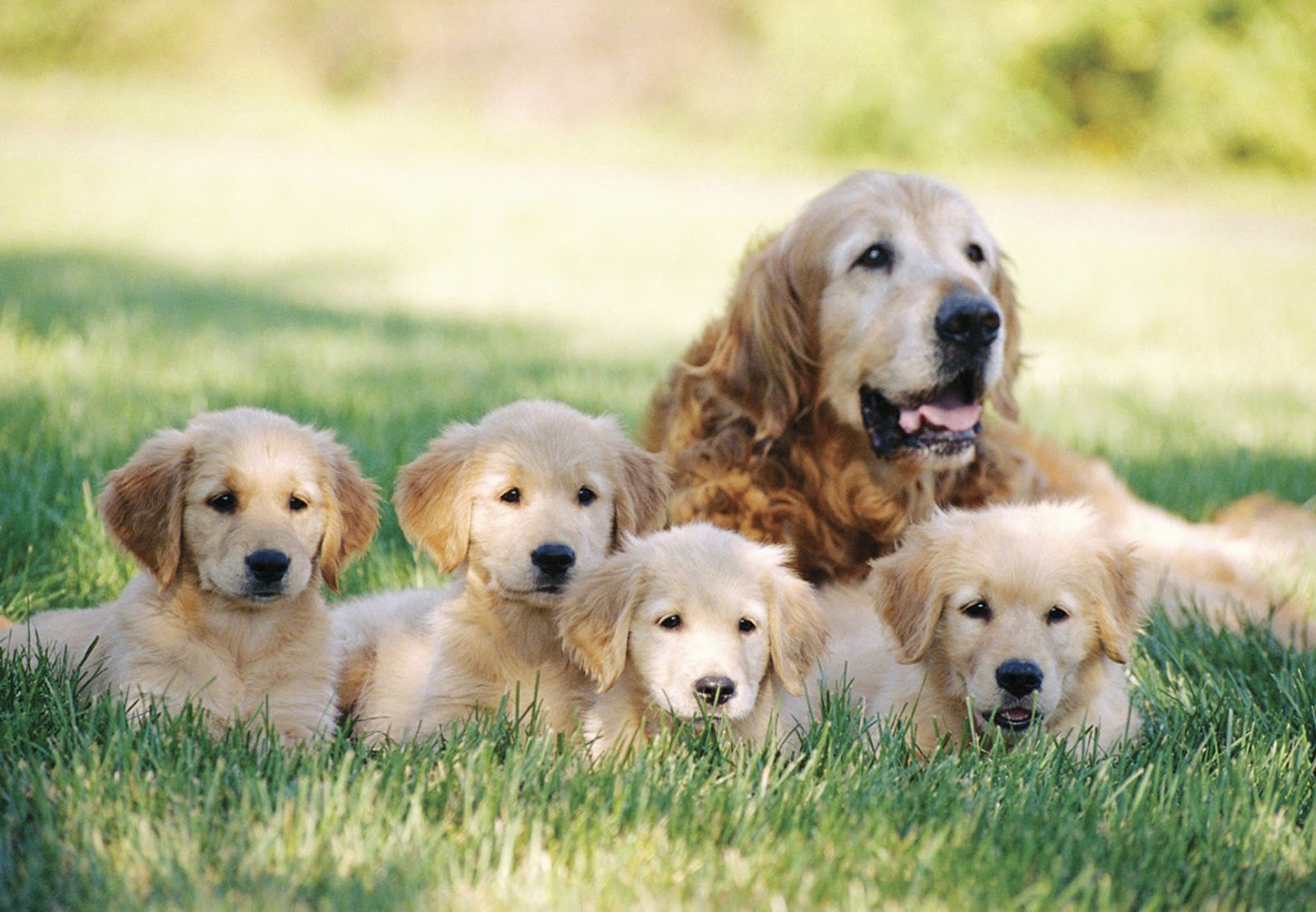 Cute Golden Retriever Puppies Pictures ~ BLOG OF CUTE PUPPIES PICTURES - Cute GolDen Retriever Puppies Pictures