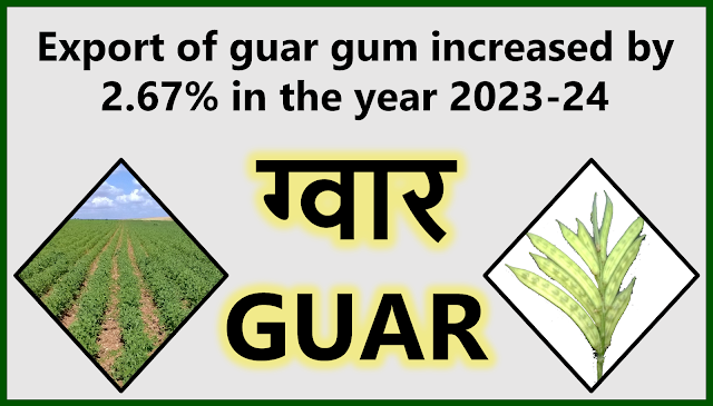 The export of guar gum increased by 2.67% in the year 2023-24 (April 2023-March 2024). Guar Seed to Guar Gum Powder Processing Plant Consultancy, Guar, guar gum, guar price, guar gum price, guar demand, guar gum demand, guar seed production, guar seed stock, guar seed consumption, guar gum cultivation, guar gum cultivation in india, Guar gum farming, guar gum export from india , guar seed export, guar gum export, guar gum farming, guar gum cultivation consultancy, today guar price, today guar gum price, ग्वार, ग्वार गम, ग्वार मांग, ग्वार गम निर्यात 2023-2024-2025, ग्वार गम निर्यात -2023-2024-2025, ग्वार उत्पादन, ग्वार कीमत, ग्वार गम मांग, Guar Gum, Guar seed, guar , guar gum, guar gum export from india, guar gum export to USA, guar demand USA, guar future price, guar future demand, guar production 2019, guar gum demand 2019, guar, guar gum, cluster beans, guar gum powder, guar gum price, guar gum uses, ncdex guar, guar price, guar gum price today, cyamopsis tetragonoloba, ncdex guar gum price, guar beans, guar rate today