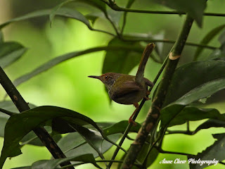 Common Tailorbird at Singapore Botanic Gardens