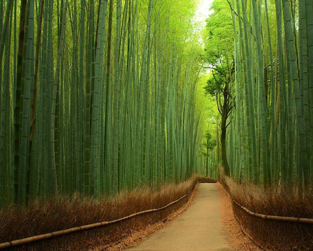 Sagano Bamboo Forest, Japan