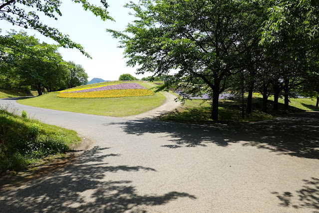 鳥取県西伯郡南部町鶴田 とっとり花回廊 花の丘