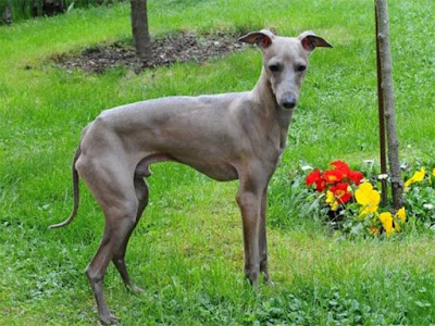italian greyhound, italian greyhound breeders, miniature greyhound, miniature italian greyhound, italian greyhound dog, greyhound puppies, italian greyhound history