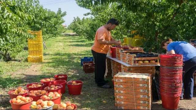 Αργολίδα: Ανακοίνωση ενημέρωση για τις άδειες εργασίας αλλοδαπών