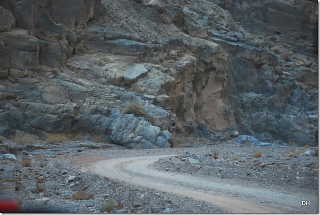 11-08-13 A DV 4x4 Titus Canyon Road (458)