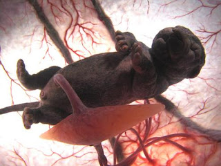 Animal-Womb-Photos-Pictures-Images-Pics