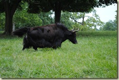 St. Louis trip, June 25-27--Grant's Farm--Highland Cow