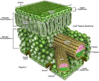 struktur dan fungsi jaringan flora dan binatang Contoh Soal dan Pembahasan Struktur dan  Fungsi Jaringan Tumbuhan Kelas 11