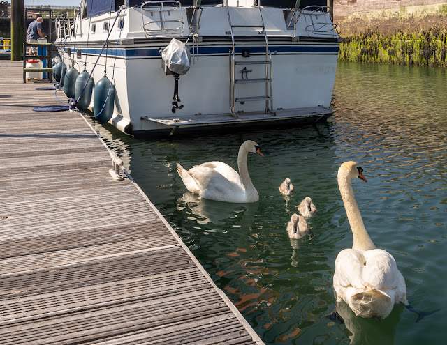 Photo of the swan family waiting for food by Ravensdale